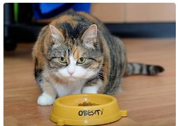 申请热点人物‘胖猫’作为商标，违规吗?