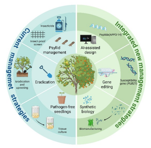 中科院微生物所研究团队提出进化原理驱动的柑橘黄龙病防控新策略